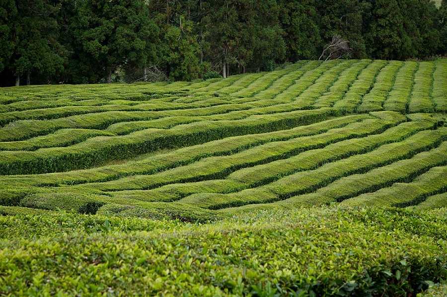 Plantáž